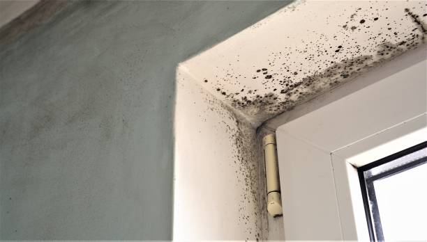 Environmental Consulting for Mold Prevention in Tecumseh, OK